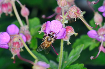A macro shot of a bee collecting pollen from a Hardy geranium bloom. Rock Cranes-Bill, Hardy Geranium, Wild Geranium 'Czakor' (Geranium macrorrhizum)