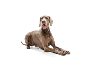 Portrait of charming silver color Weimaraner dog posing isolated over white background. Concept of...