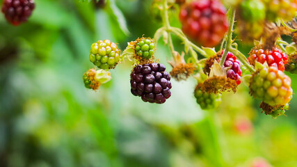 ripening red-brown blackberry on a green bush in a summer garden