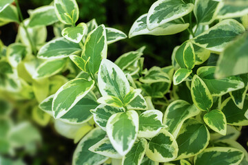 beautiful background of green leaves for cosmetics, medicine, formacology