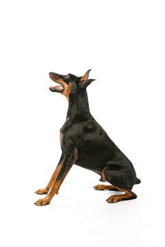 Profile view of beautiful black-brown Doberman with glossy animal's hair sitting isolated on white background. Concept of beauty, art, animal, vet and ad