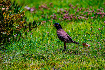 yellow-billed starling on а grass