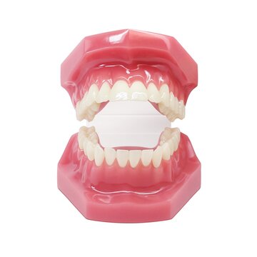 歯列模型 Images Browse 257 Stock Photos Vectors And Video Adobe Stock