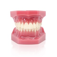 Obraz premium 歯形模型 歯列模型 イラスト リアル 