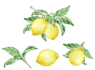 Fruits, leaves, lemon. Watercolor set, on an isolated background.