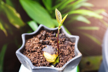 Avocado sprout from seed