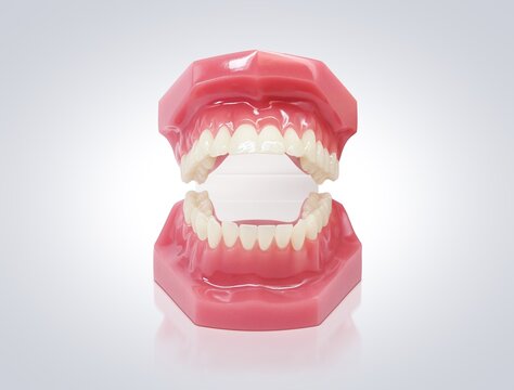 歯列模型 Images Browse 257 Stock Photos Vectors And Video Adobe Stock