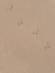 Sandy beach with footprints of birds