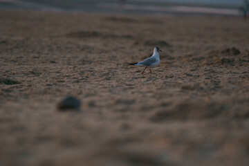 Single seagull bird walking in front of the north sea on the beach during sunset