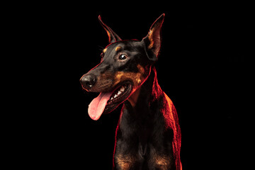 Portrait of elegant black-brown Doberman dog isolated on dark background in red neon light. Concept...