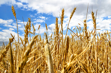 Golden wheat field against blue sky and white clouds