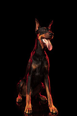 Portrait of elegant black-brown Doberman dog isolated on dark background in red neon light. Concept of beauty, art, animal, vet and ad