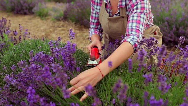 Professional Woman worker in uniform Cutting Bunches of Lavender with Scissors on a Lavender Field. Harvesting Lavander Concept