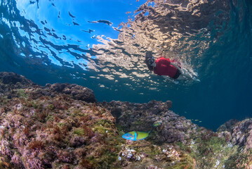 Fototapeta na wymiar Girl snorkeling in the clear waters of the Mediterraenan Sea, looking to a beautiful wrasse