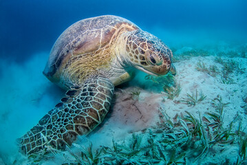 Green Turtle (Chelonia mydas) eating sea grass