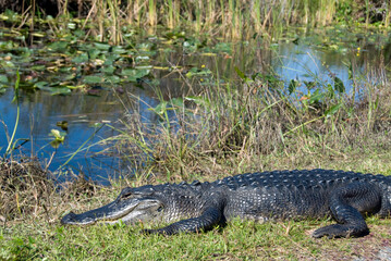 Allligator resting near the swamp (Alligator Mississippiensis)