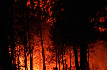 Background of flames in a forest burning