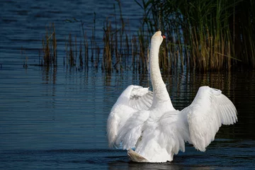 Wandaufkleber Mute swan  \ Knobbelzwaan © Holland-PhotostockNL