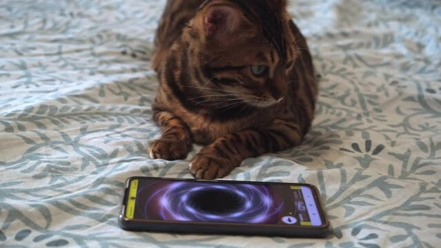 The cat looks attentively at the screen of the smartphone, where the game for cats is turned on