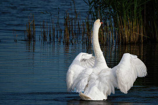 Mute swan |\ Knobbelzwaan