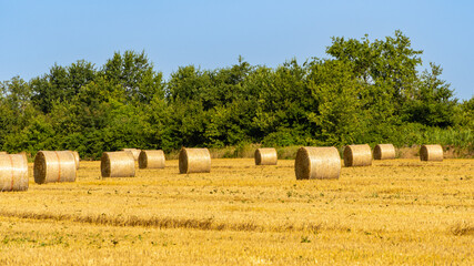 Straw collected in round bales after harvesting wheat in endless field against blue summer sky. Blurred background. Selective focus. Close-up of golden bales of straw. Nature concept for design.
