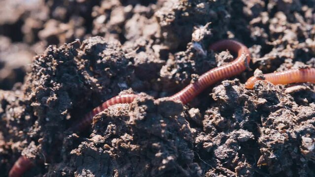 Vermiculture concept, red wiggler worms moving in fertile organic ground mixture