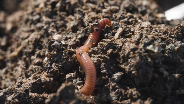 Red wiggler worm slowly moving through ground, organic compost, close up