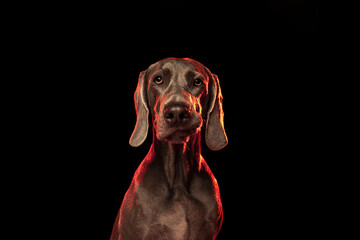 Portrait of graceful silver color Weimaraner dog isolated on dark background in red neon light. Concept of beauty, art, animal, vet and ad