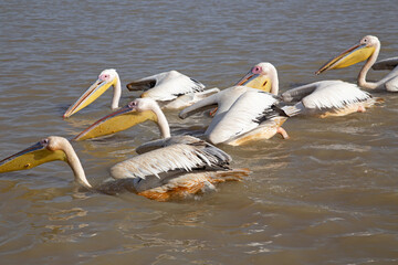 Pelicans in Djoudi national park