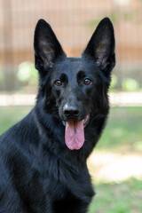 Close up portrait of big black dog smiling with mouth opened and dark spot on the tongue, looking right to the camera. German Shepherd with clever impressive eyes. Outdoors, copy space.