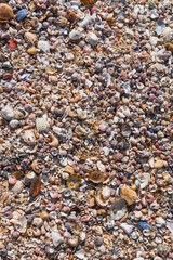 background of shells on the beach