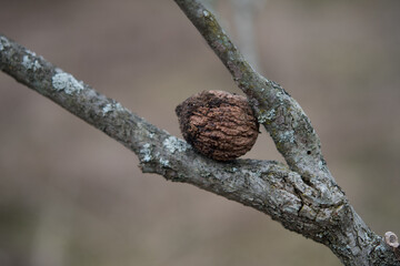 Walnut wedged between tree branches