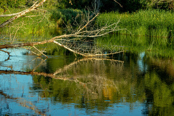 Obraz premium Tree branches above the water surface . Soft focus