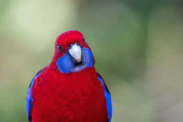 Crimson rosella (Platycercus elegans), cute Australian parrot species