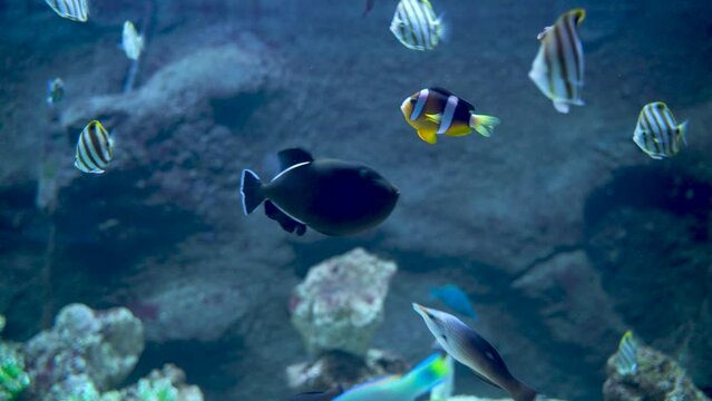 Bunch of fish swimming underwater such as Threadfin butterflyfish, blue trigger fish, Allard's clownfish and blotched foxface