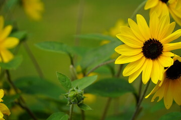 色鮮やかなひまわりの花びら
