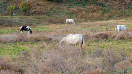 Four horses grazing in a meadow