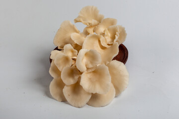 Oyster mushrooms on white background