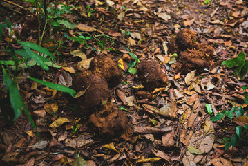 Elephant Dung on a path in Khao Yai National Park, Thailand.