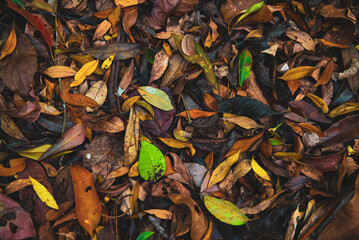 Dry leaves texture Dried forest floor backdrop Droughty background.