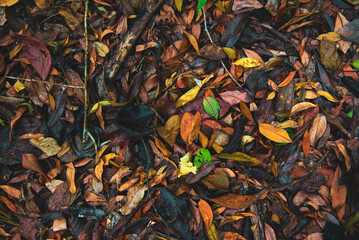 Dry leaves texture Dried forest floor backdrop Droughty background.