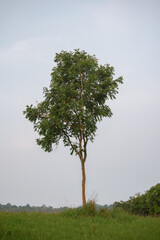Fototapeta premium Alone tree on green meadow and clear blue sky.