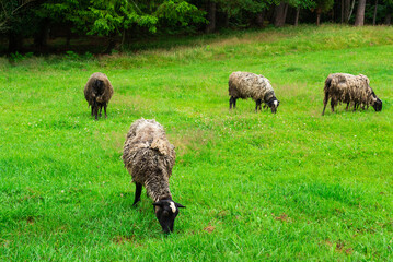 Obraz premium Sheep grazing in the meadow near the forest. Free range. Selective focus.