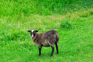 Fototapeta premium Lamb on a background of green grass, free range. Selective focus.