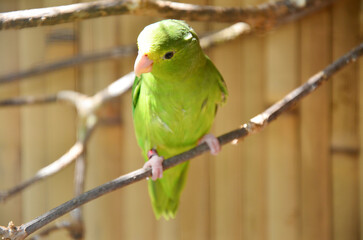 A small green Forpus spengeli parrot on a branch