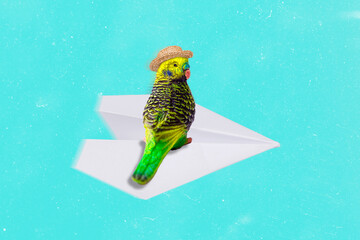 Composite collage picture of parrot wear sunhat panama sit paper airplane flight isolated on teal...