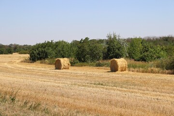 Beautiful wheat field with haystacks