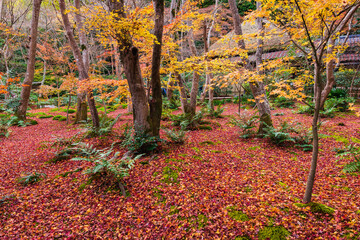 Naklejka premium 秋の京都 祇王寺