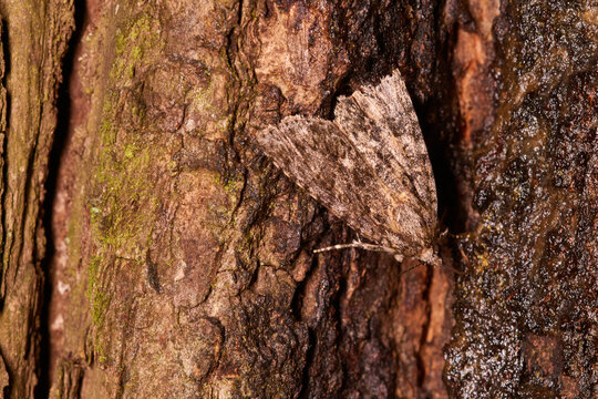  Ampfer-Rindeneule (Acronicta rumicis)