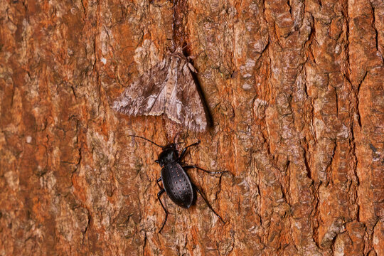 Goldgruben-Laufk&auml;fer oder Gartenlaufk&auml;fer (Carabus hortensis) und Gro&szlig;e Grasb&uuml;scheleule (Apamea monoglypha)
